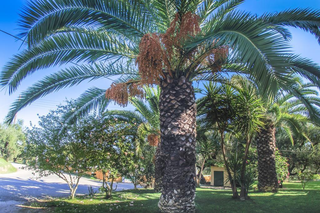 Olive Grove Apts Литакия Номер фото